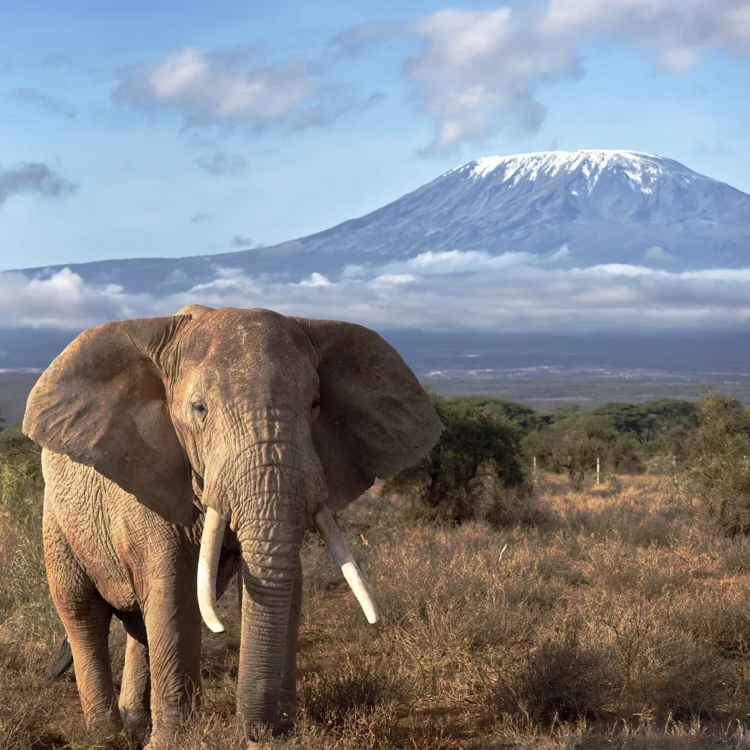 Amboseli Elephant Safari
